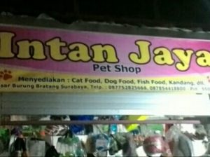 151 Pet Shop Surabaya - Review, Alamat dan Nomor Teleponnya